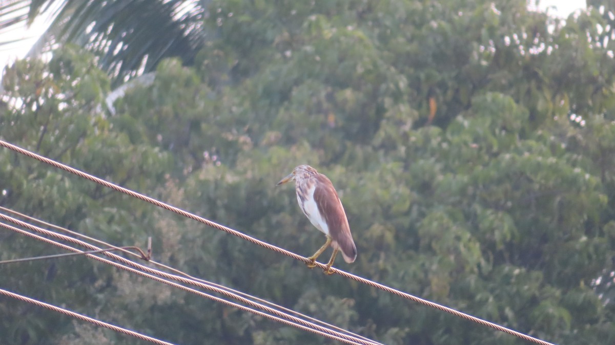 Indian Pond-Heron - ML497250631