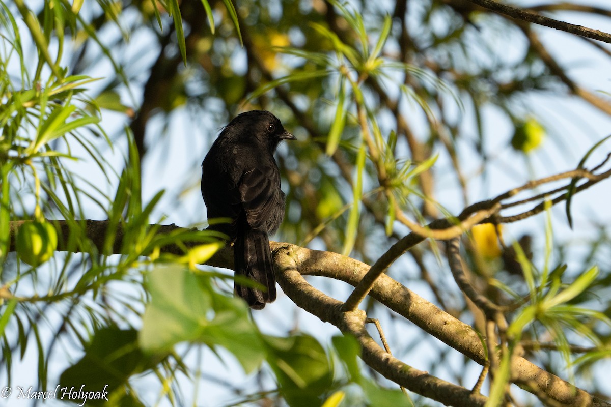 Northern Black-Flycatcher - ML497251351