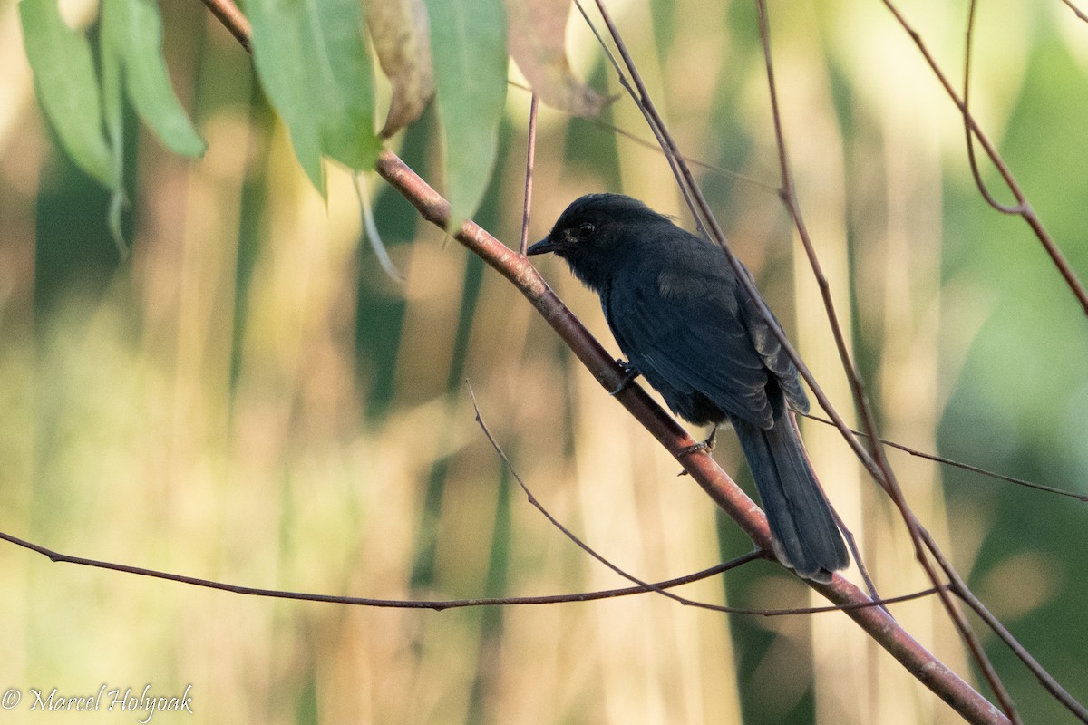 Papamoscas Drongo - ML497251361