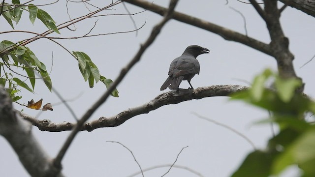 Wallacean Cuckooshrike - ML497251471