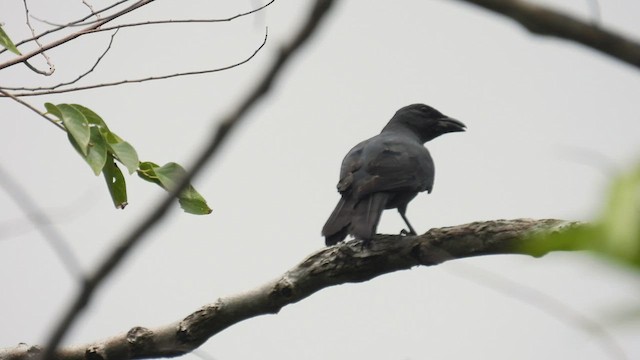 Wallacean Cuckooshrike - ML497251871