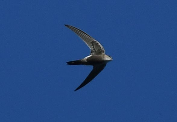 Pacific Swift - Frank Hawkins