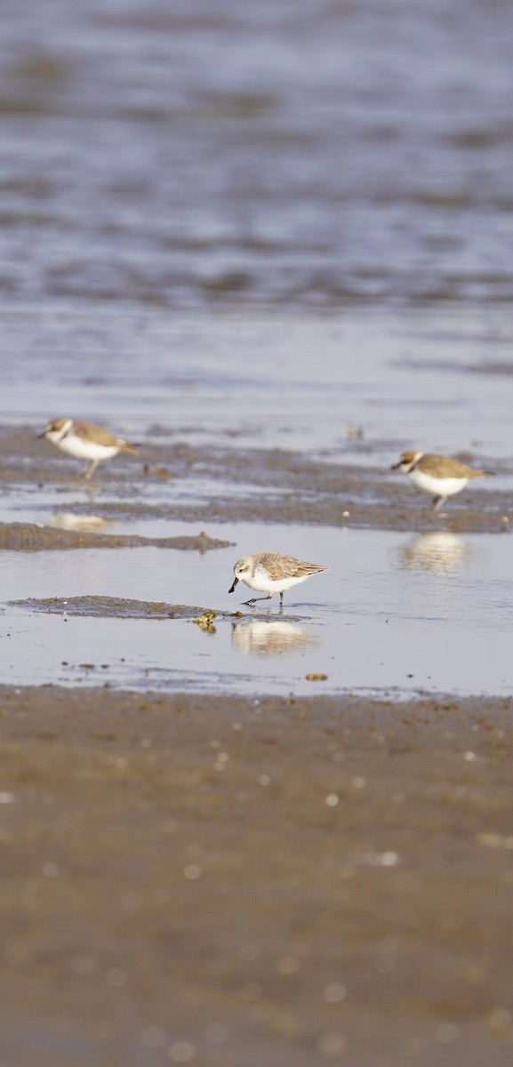 Spoon-billed Sandpiper - ML497252591