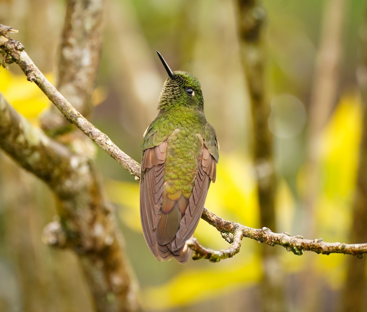 Buff-tailed Coronet - ML497254451