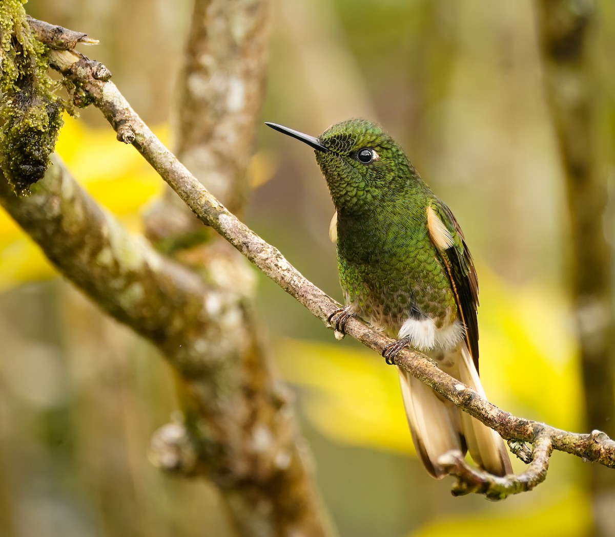 Buff-tailed Coronet - ML497254461