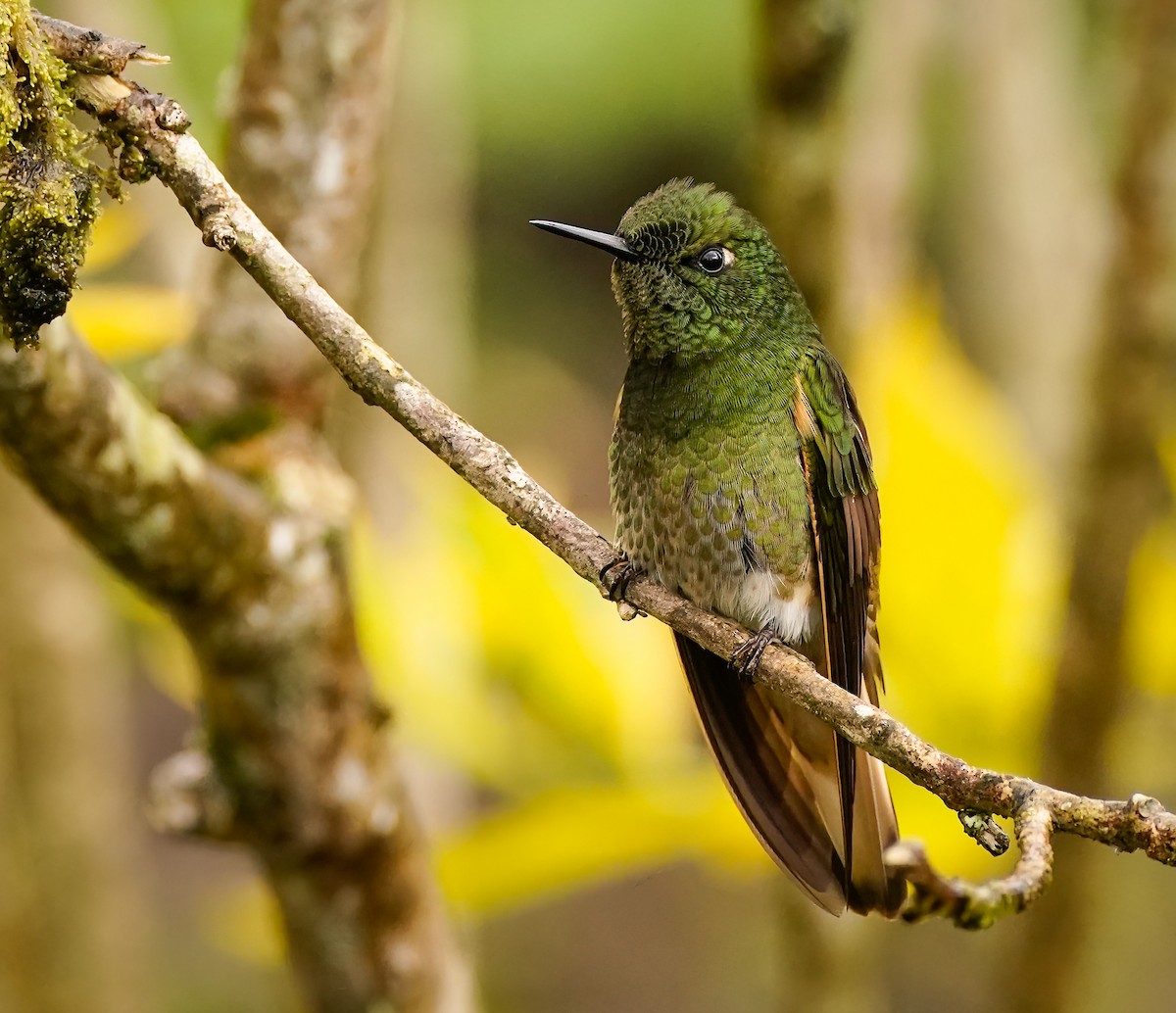 Buff-tailed Coronet - Daniel Ferriz