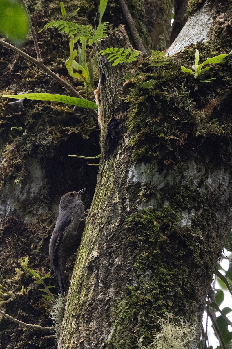 Papuan Treecreeper - John Rogers