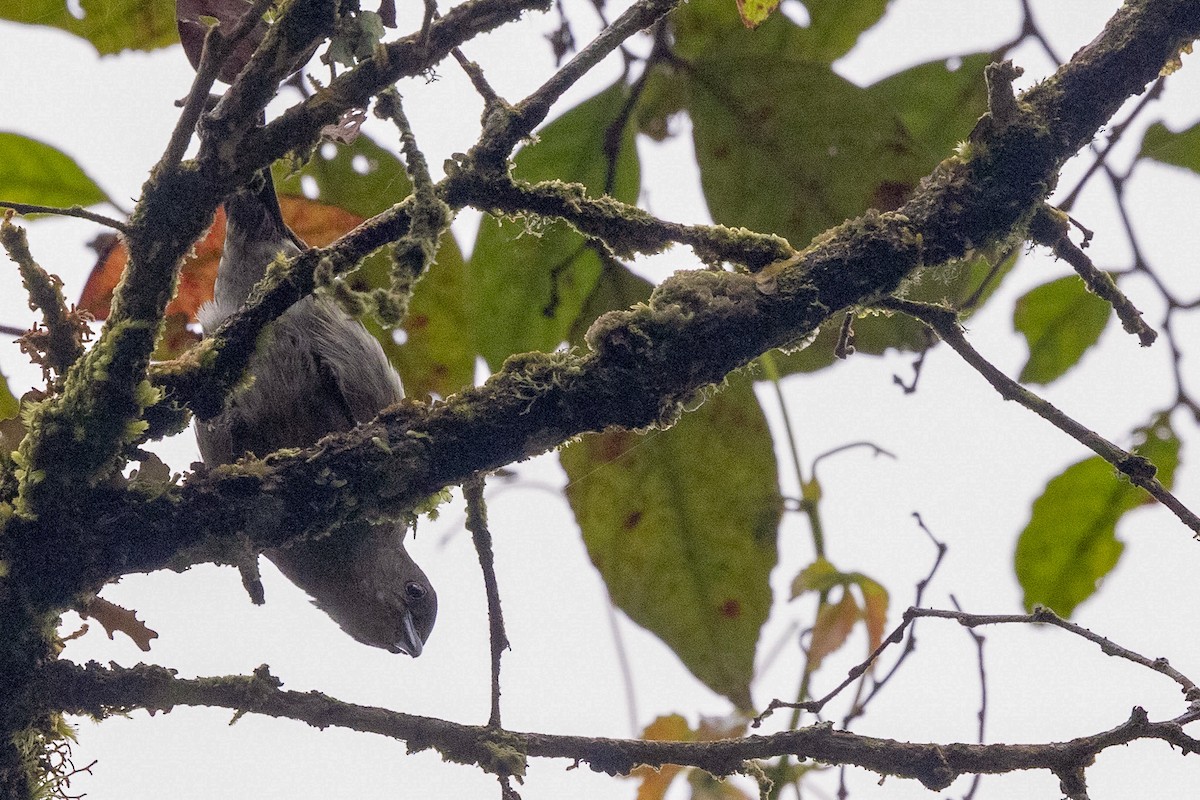 Thick-billed Berrypecker - ML497255291