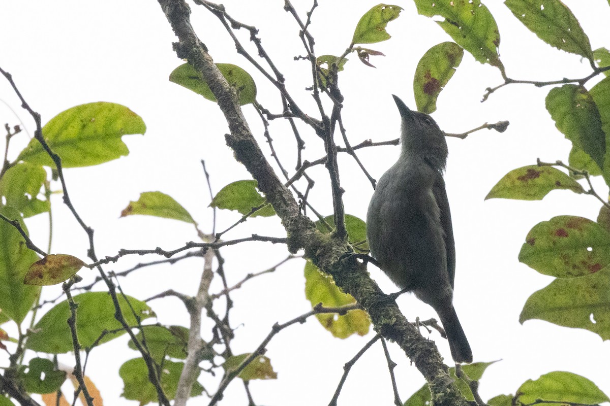 Thick-billed Berrypecker - ML497255311