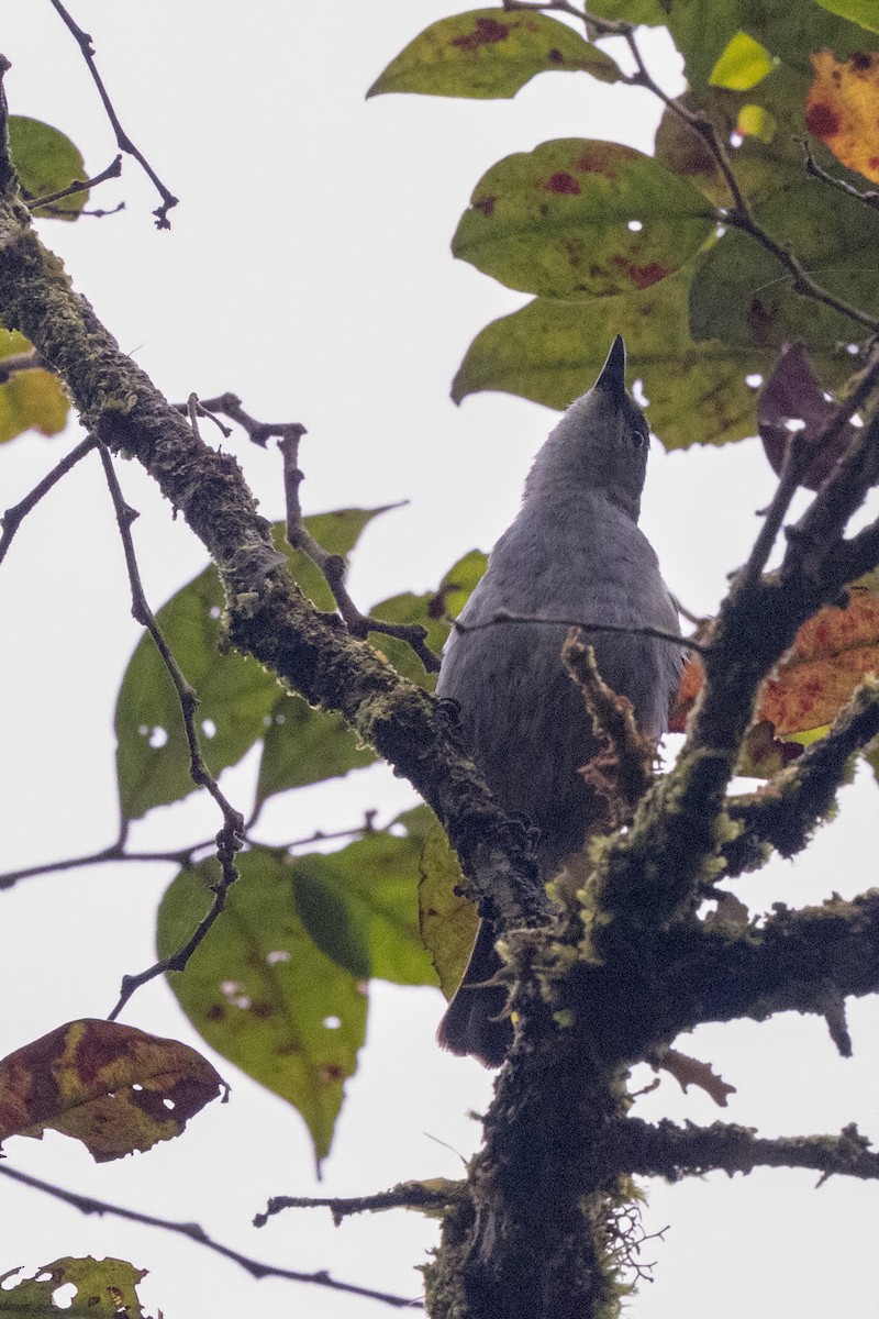 Thick-billed Berrypecker - ML497255331