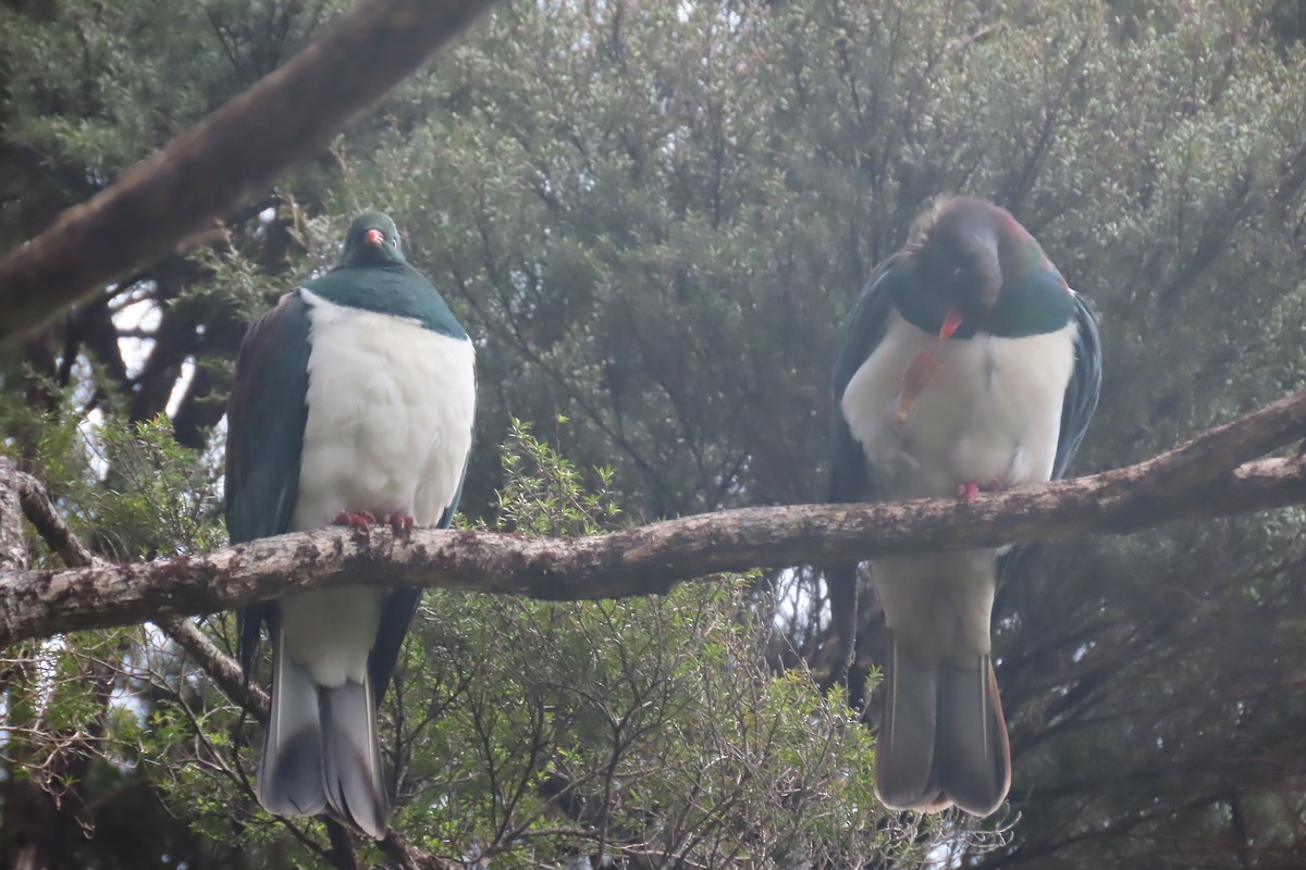 New Zealand Pigeon - ML497255541