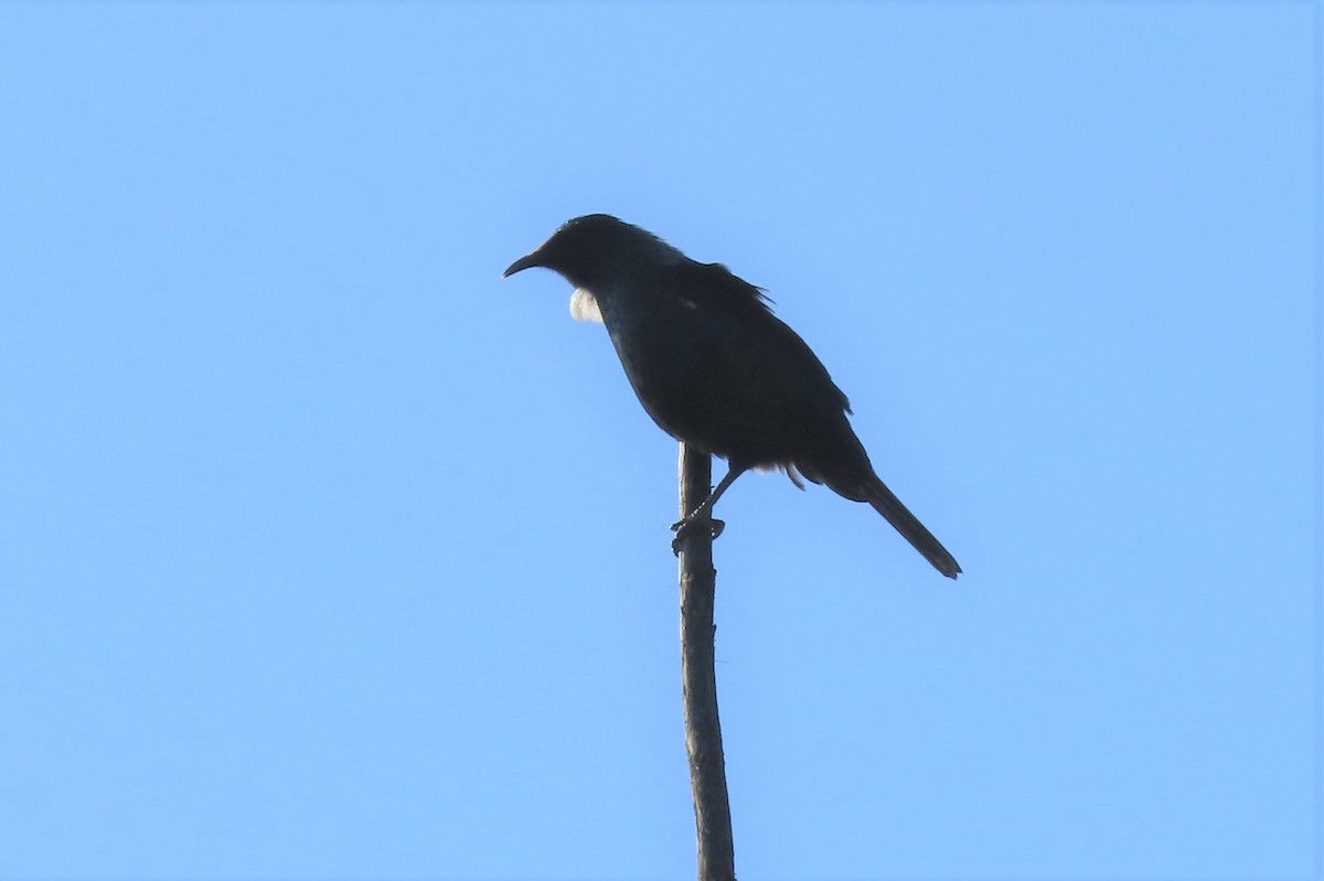 Tui - ML497256791