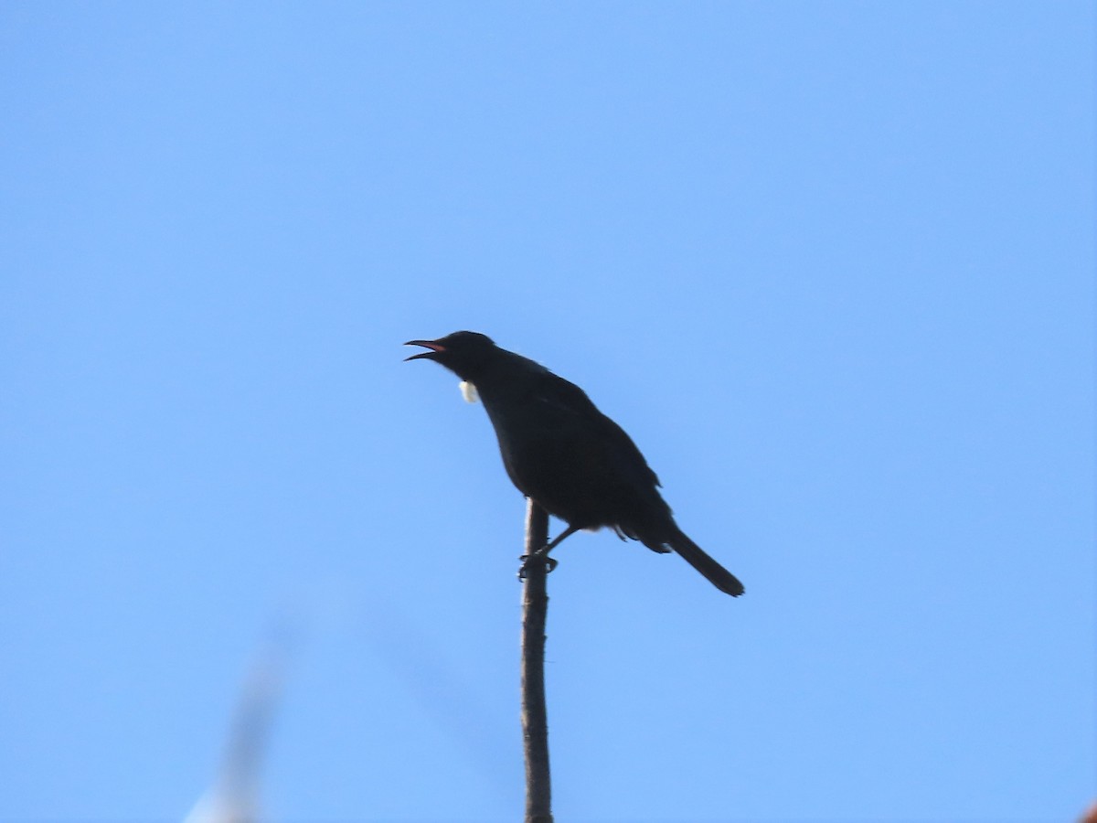 Tui - ML497256801