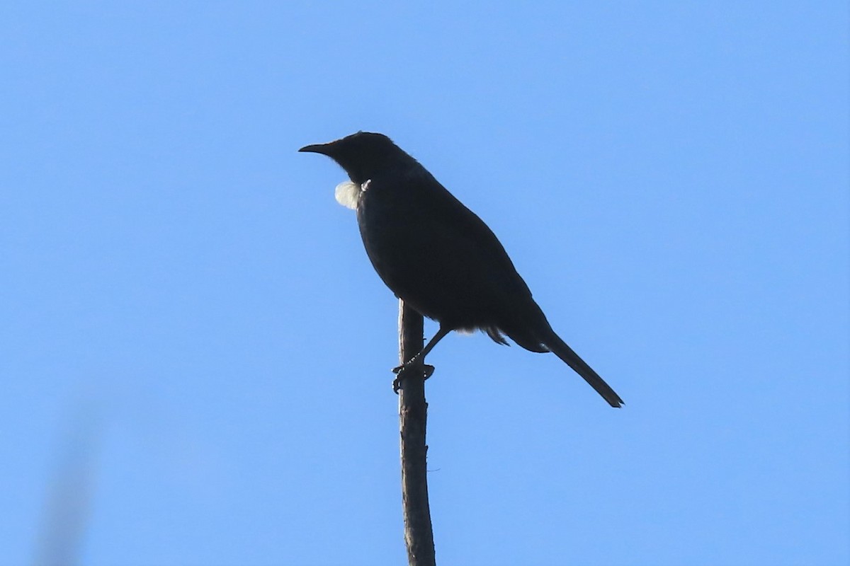 Tui - ML497256821