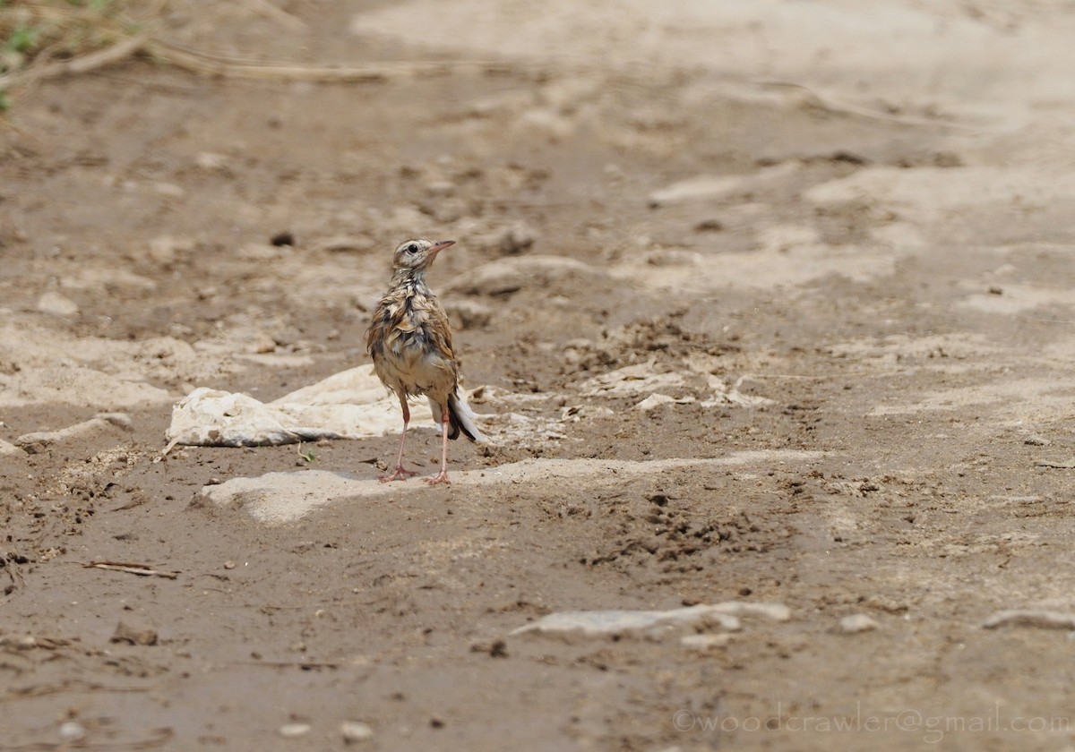 pipit sp. - Rajesh Radhakrishnan