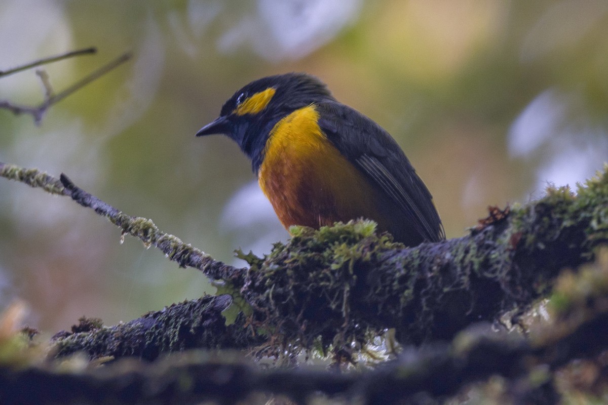 Tit Berrypecker - John Rogers