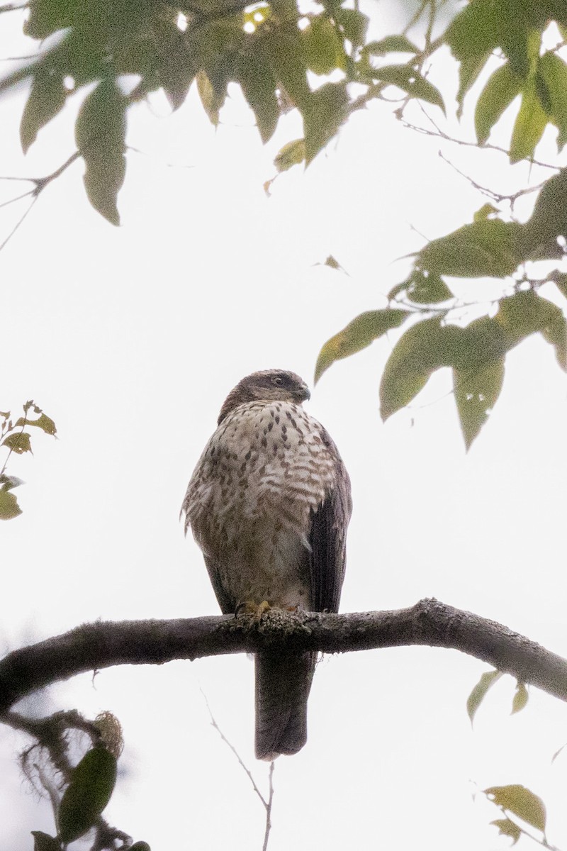 Black-mantled Goshawk - ML497257851