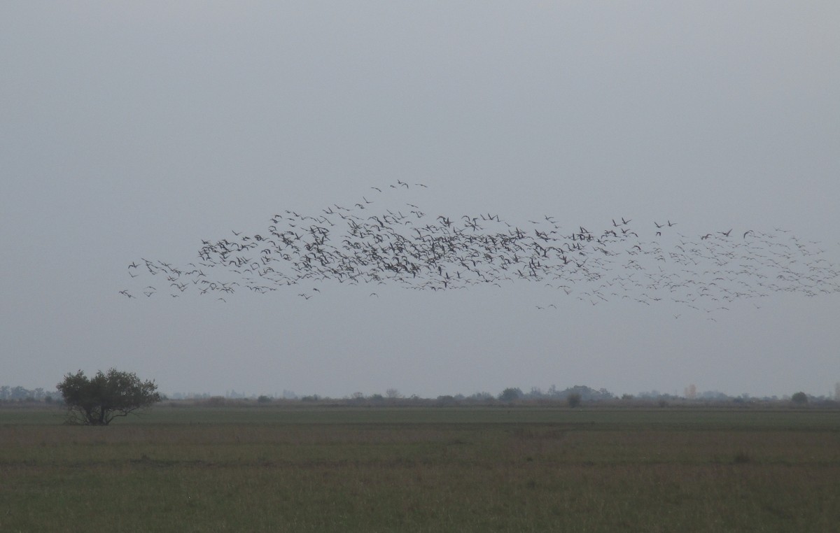 Greater White-fronted Goose - Tamas Zeke