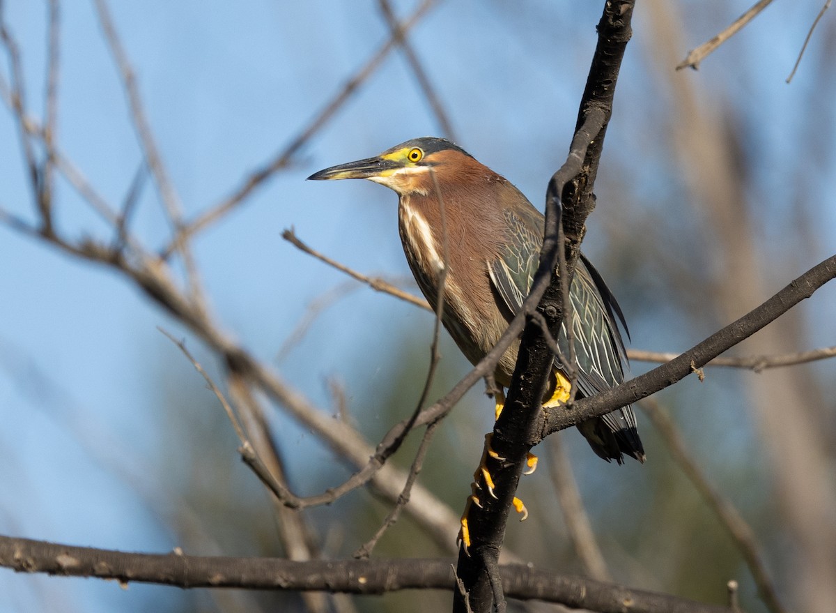 Green Heron (anthonyi) - ML497260121