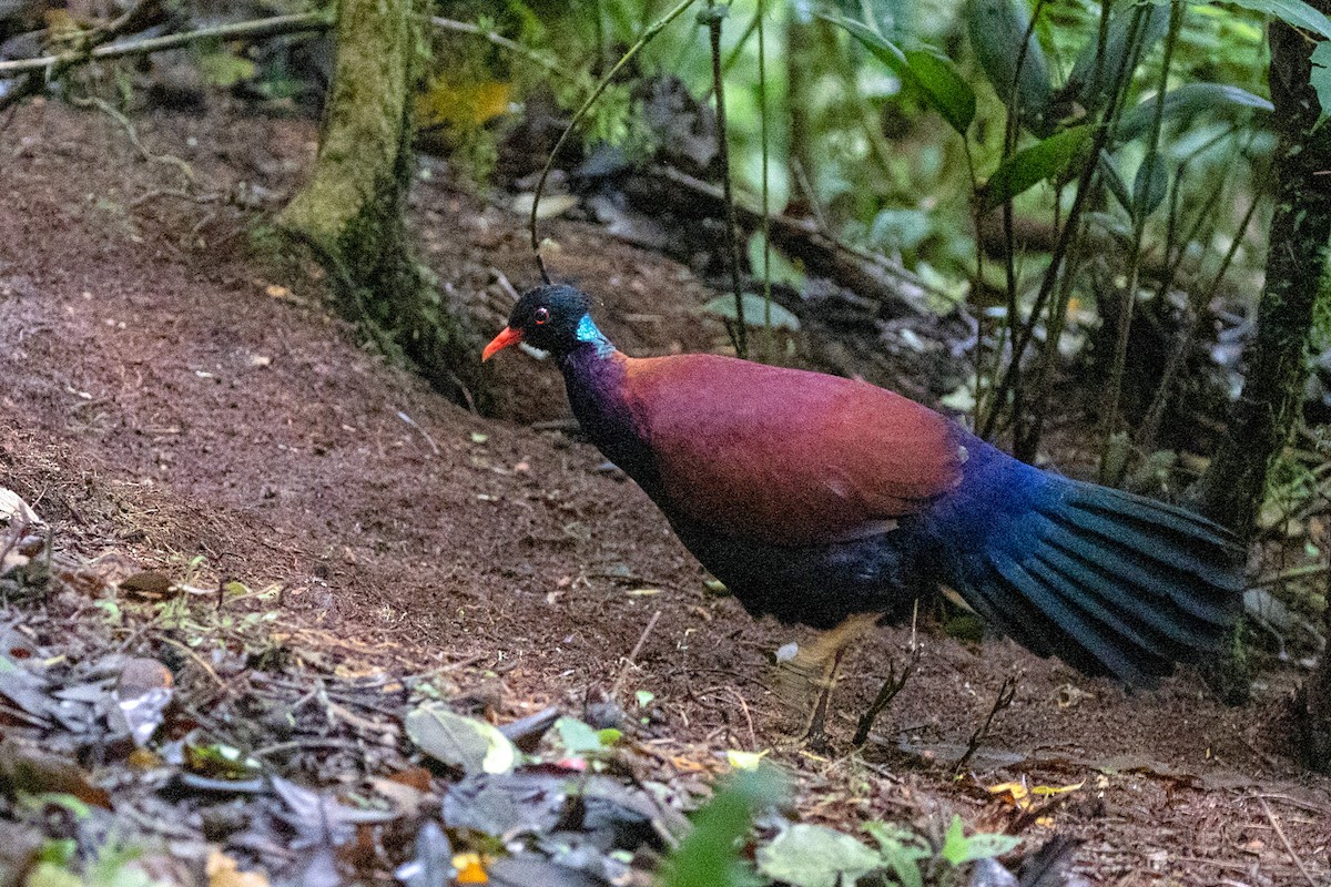 Pheasant Pigeon - ML497260781