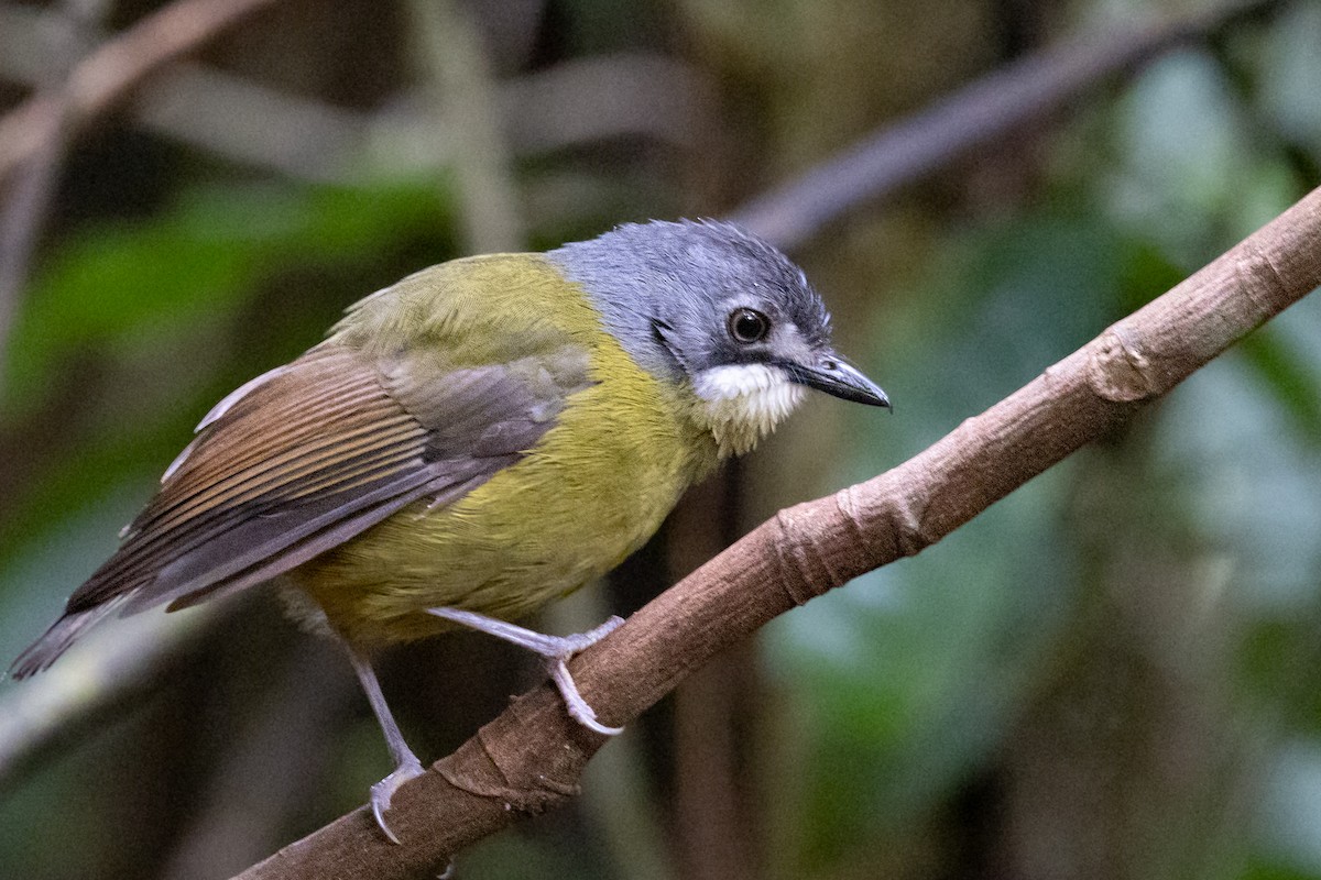 Green-backed Robin - John Rogers