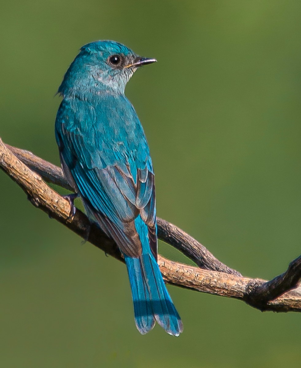 Verditer Flycatcher - ML497261041