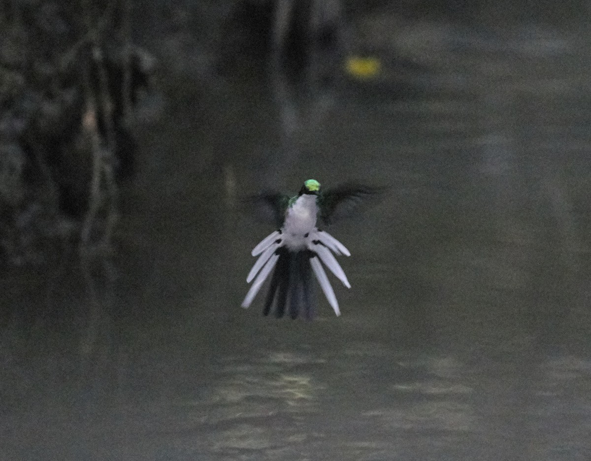 Purple-crowned Fairy - Brooke Miller