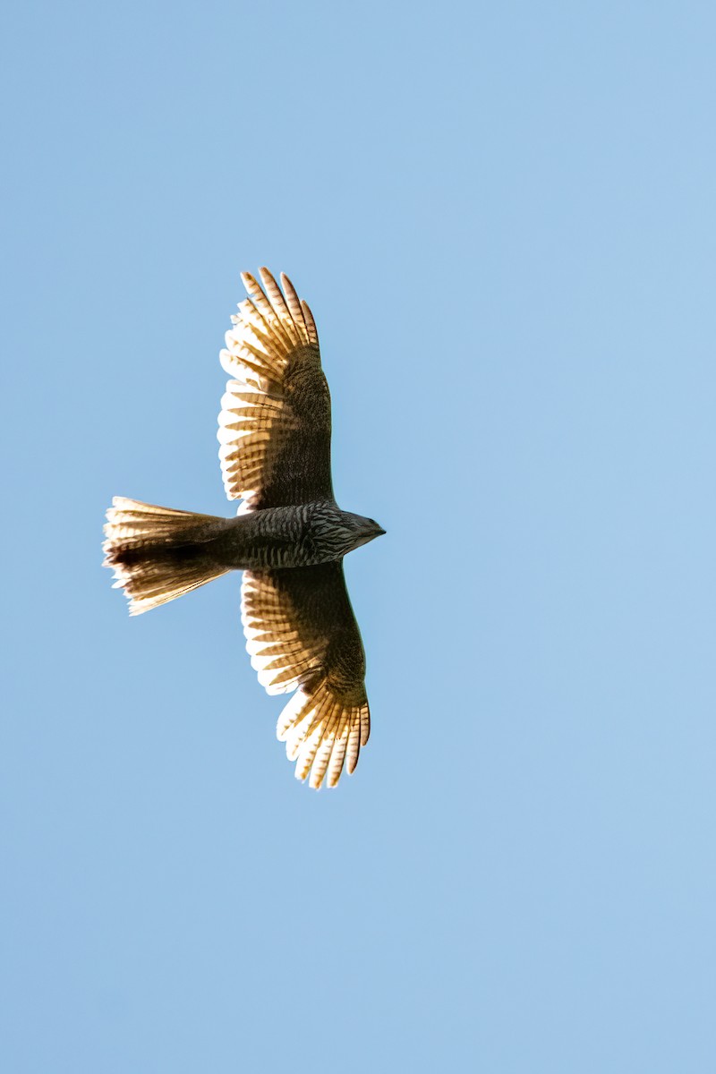 Brown Goshawk - Jonathan Tickner