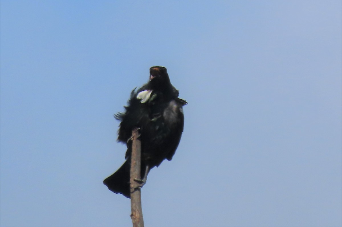 Tui - ML497262991