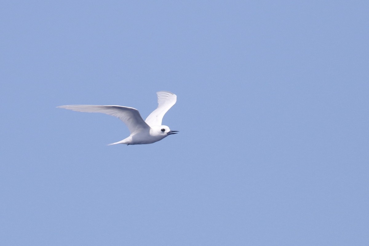 White Tern - ML497263181