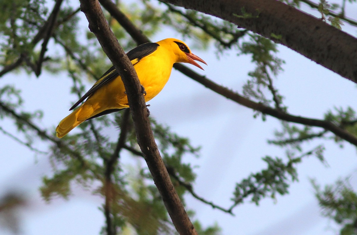 Indian Golden Oriole - ML497265181