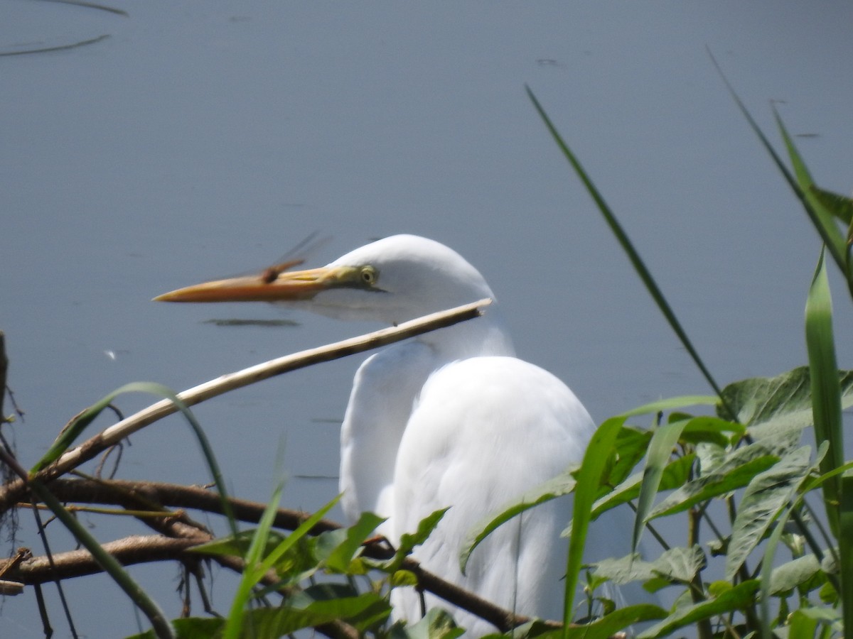 Great Egret - dineshbharath kv