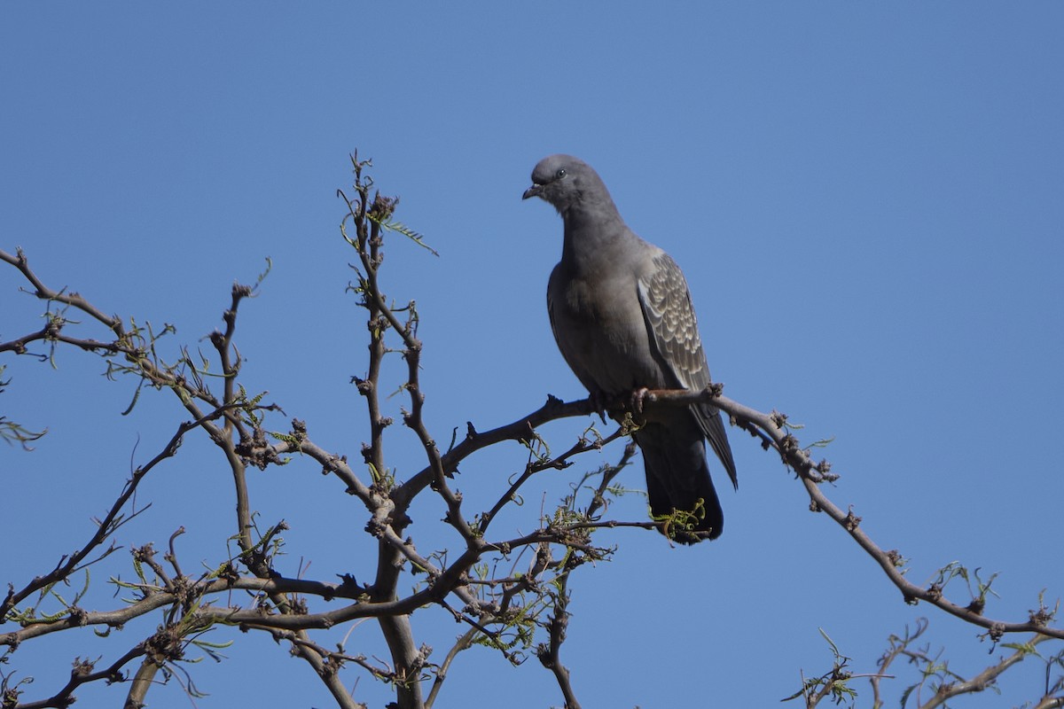 Spot-winged Pigeon - Cheech Albanese (ignorant birder)