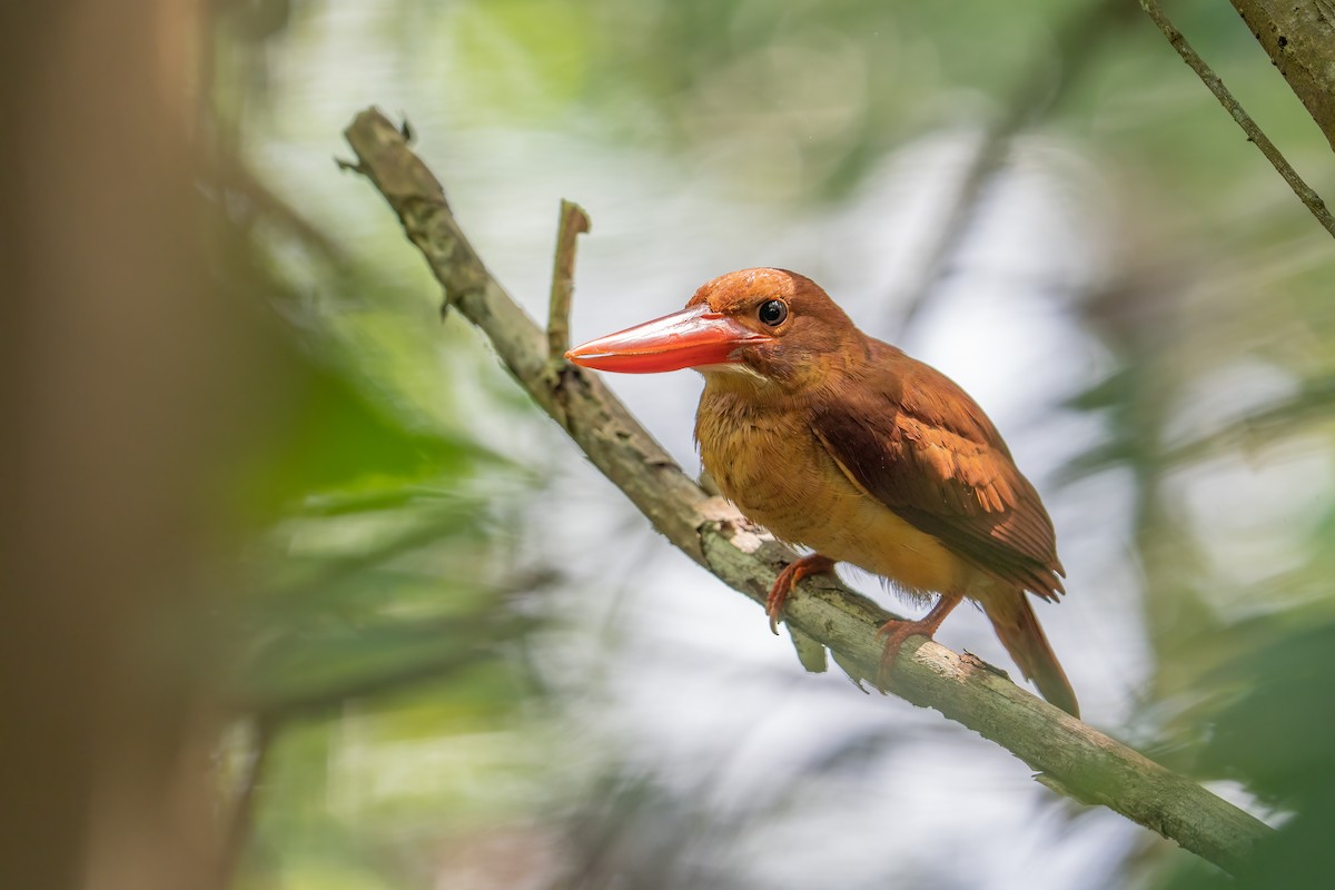 Ruddy Kingfisher - ML497267821