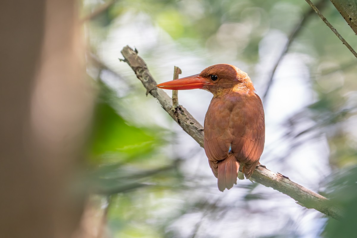 Ruddy Kingfisher - ML497267841