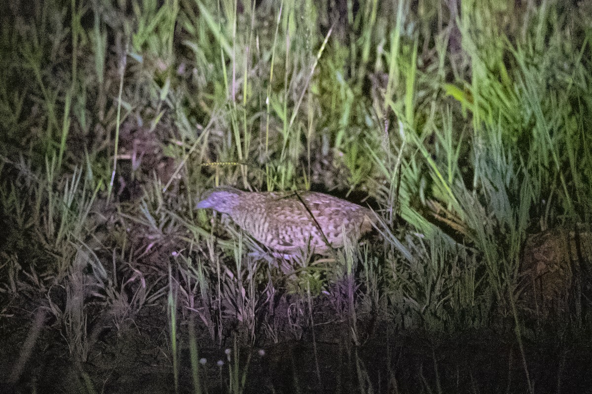 Barred Buttonquail - ML497269191