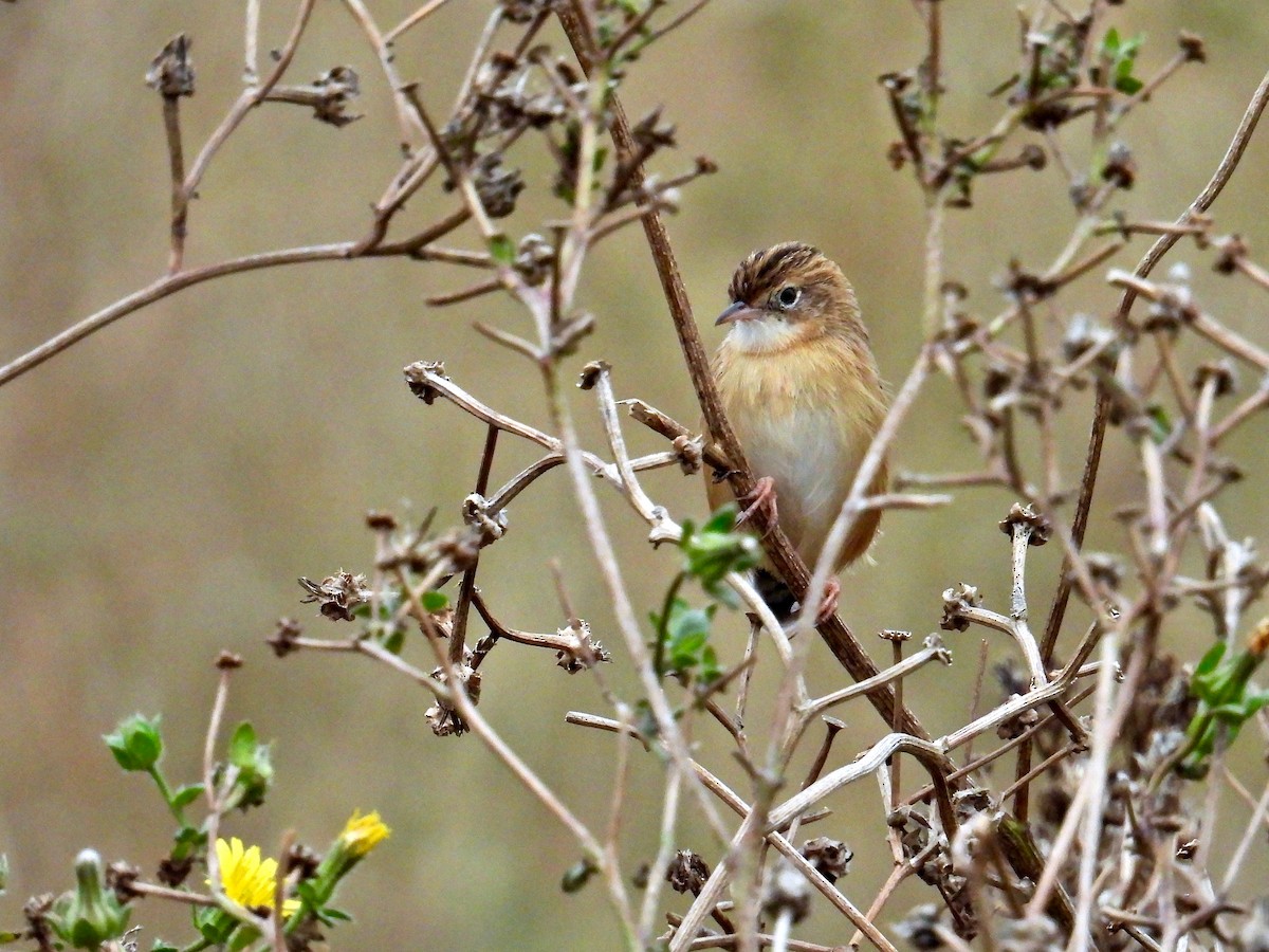 Zitting Cisticola - ML497271581