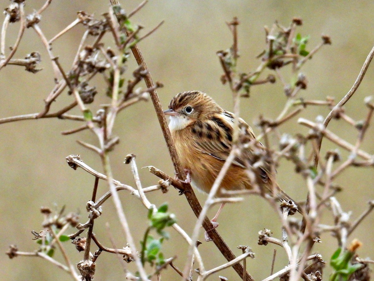 Zitting Cisticola - ML497271591