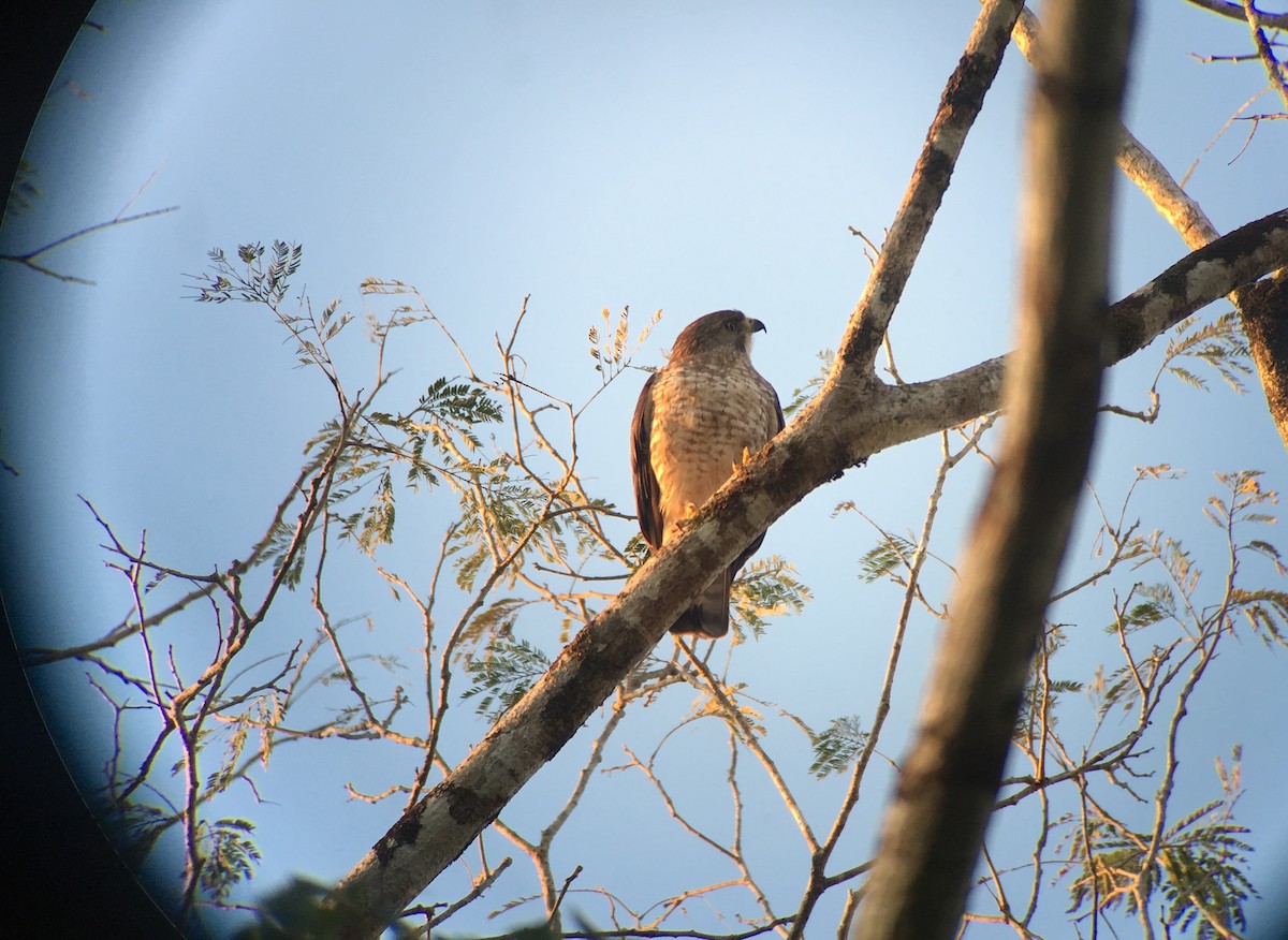 Broad-winged Hawk - ML49727261