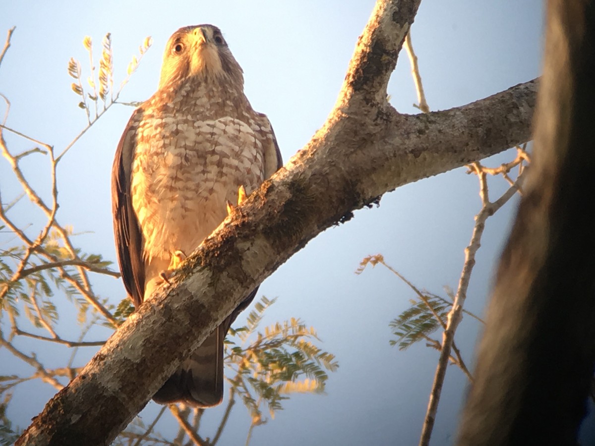 Broad-winged Hawk - ML49727271