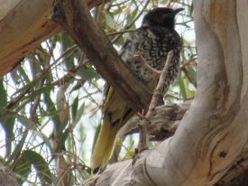 Regent Honeyeater - ML497274531