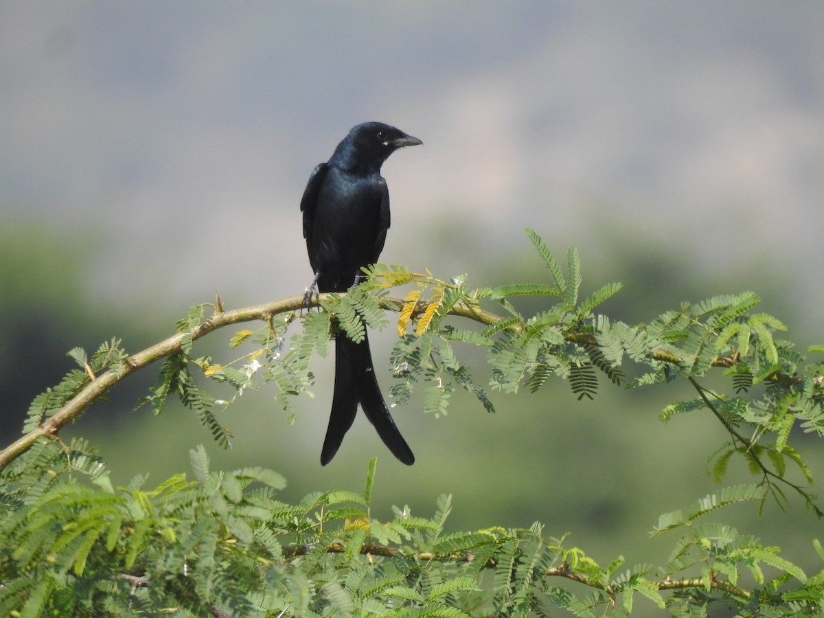 drongo černý - ML497274561