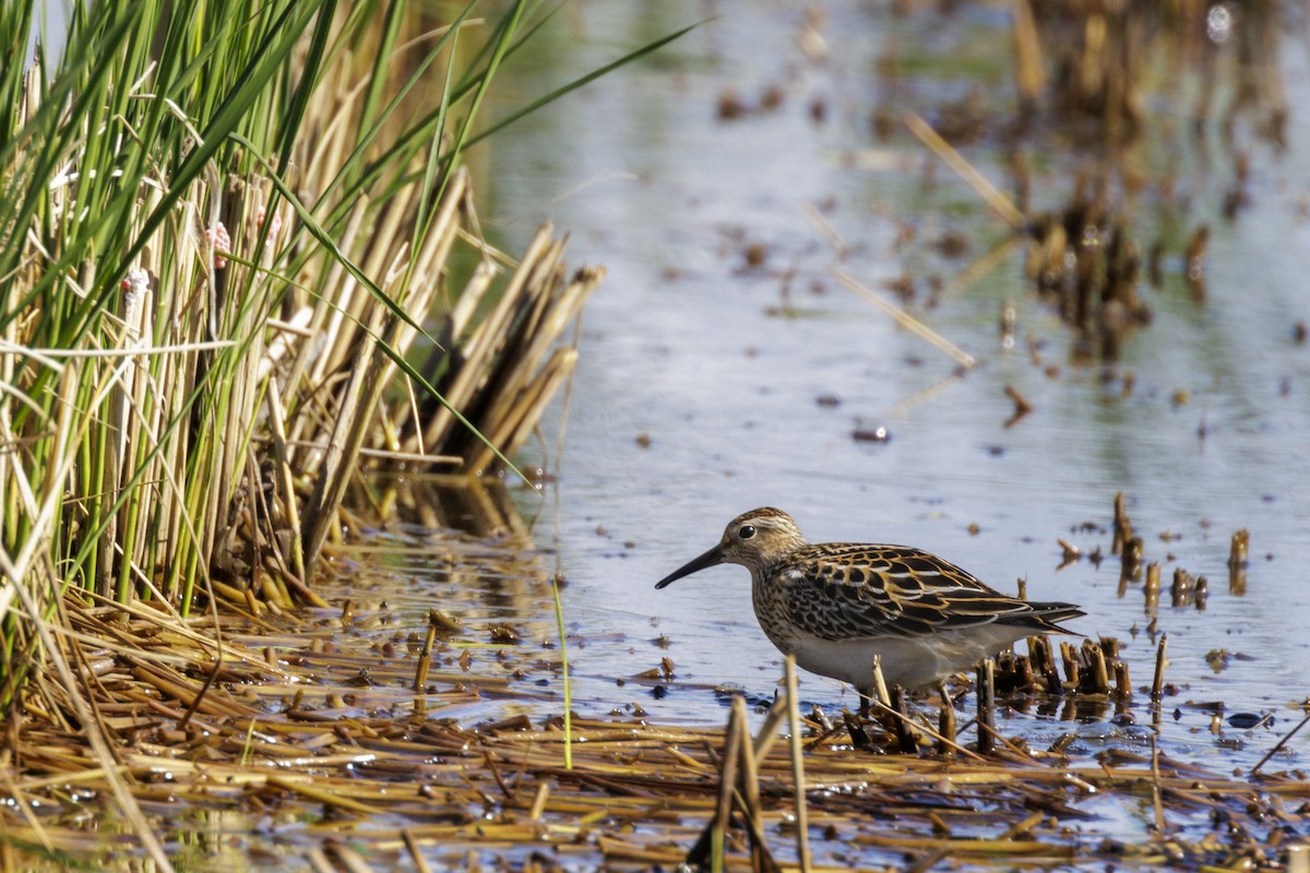 Pectoral Sandpiper - ML497274961