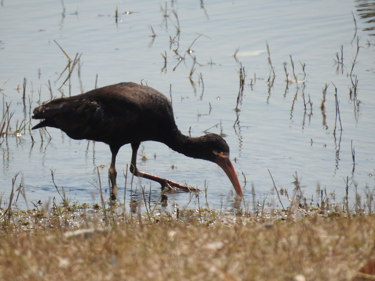 ibis tmavý - ML497274981