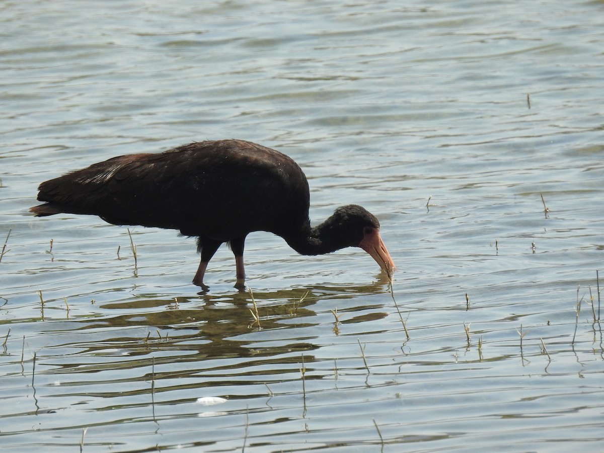ibis tmavý - ML497275291