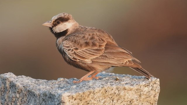 Ashy-crowned Sparrow-Lark - ML497277421