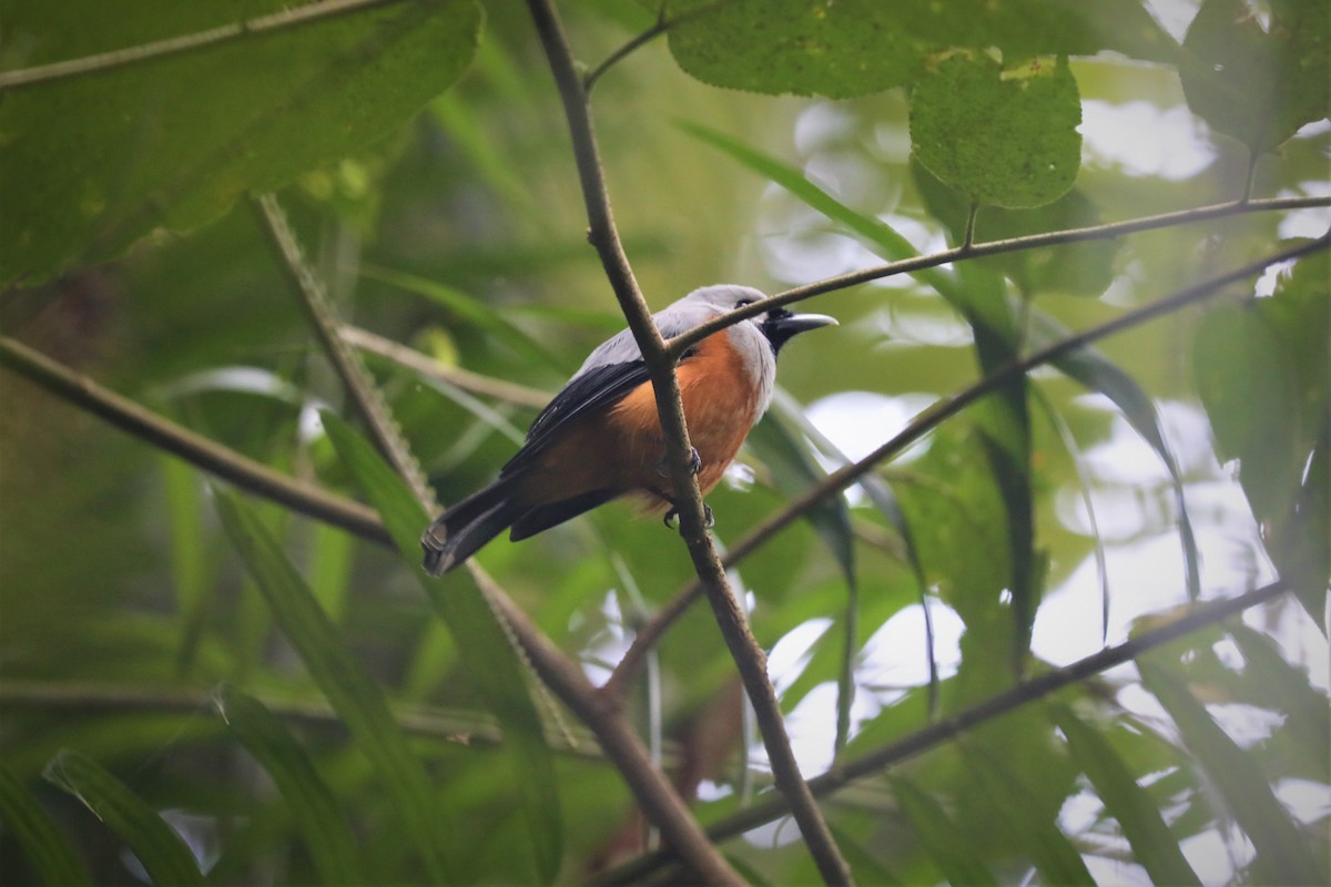 Black-winged Monarch - ML497277591