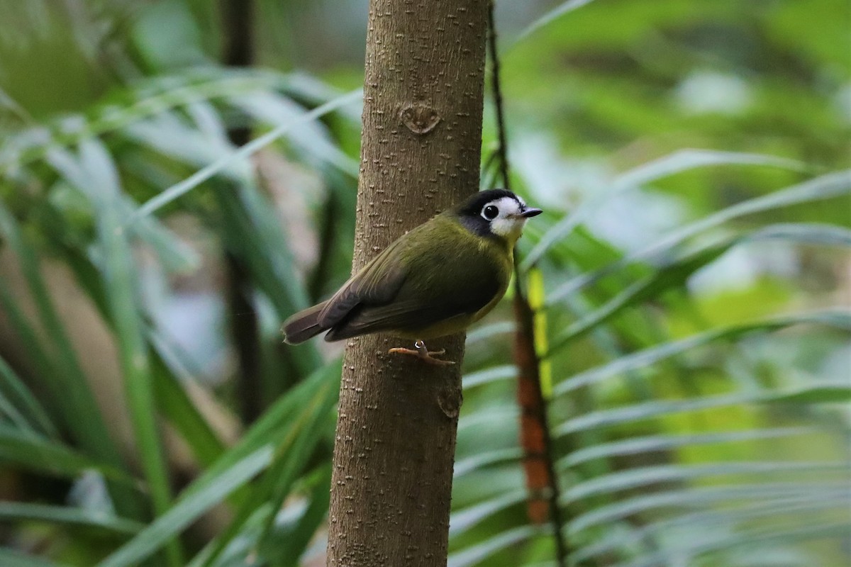 White-faced Robin - ML497277671