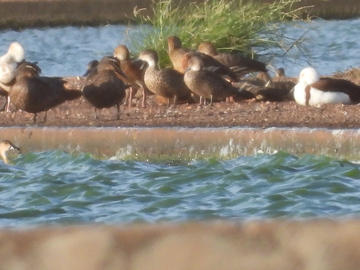 Pacific Black Duck - ML497277681