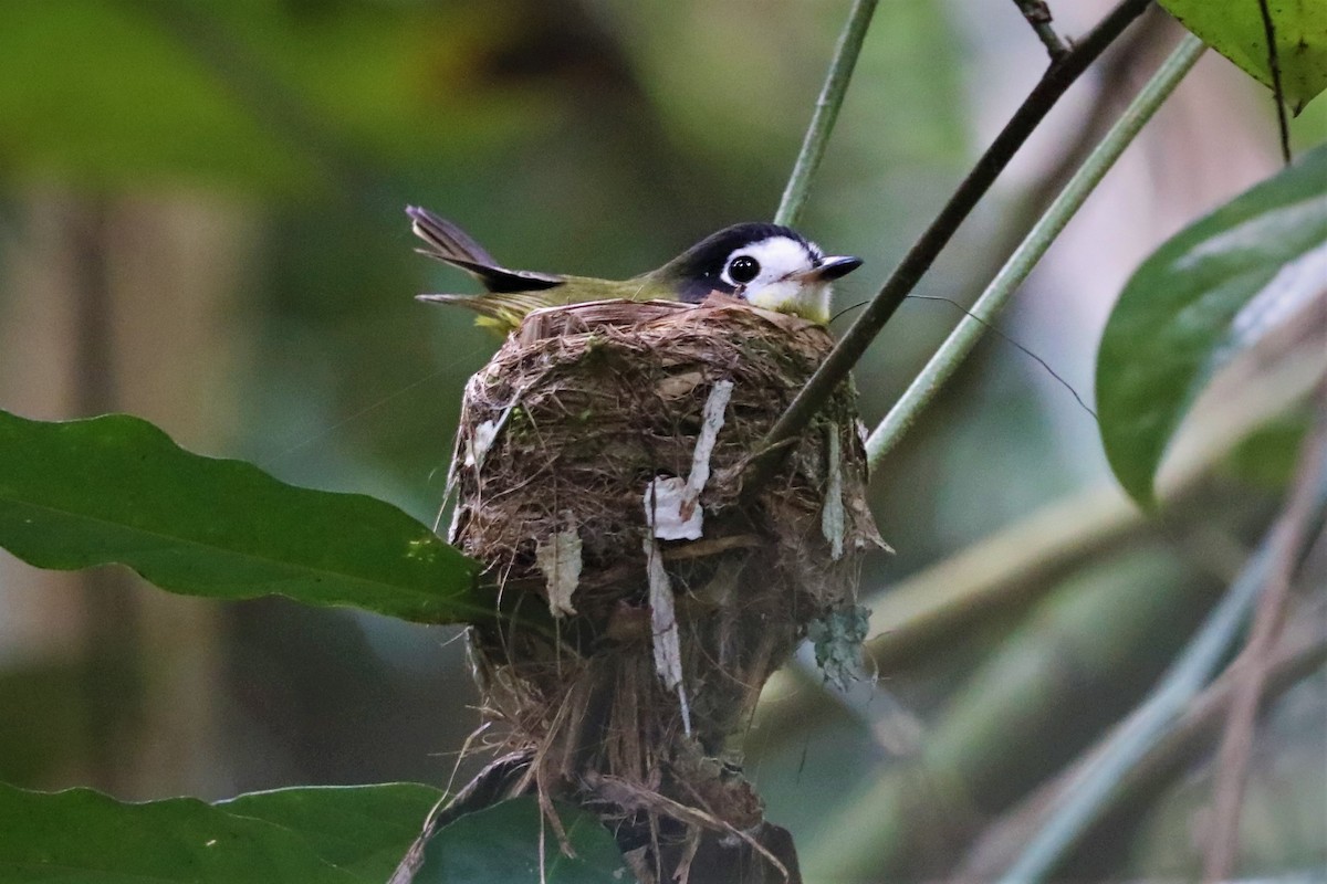 White-faced Robin - ML497277691